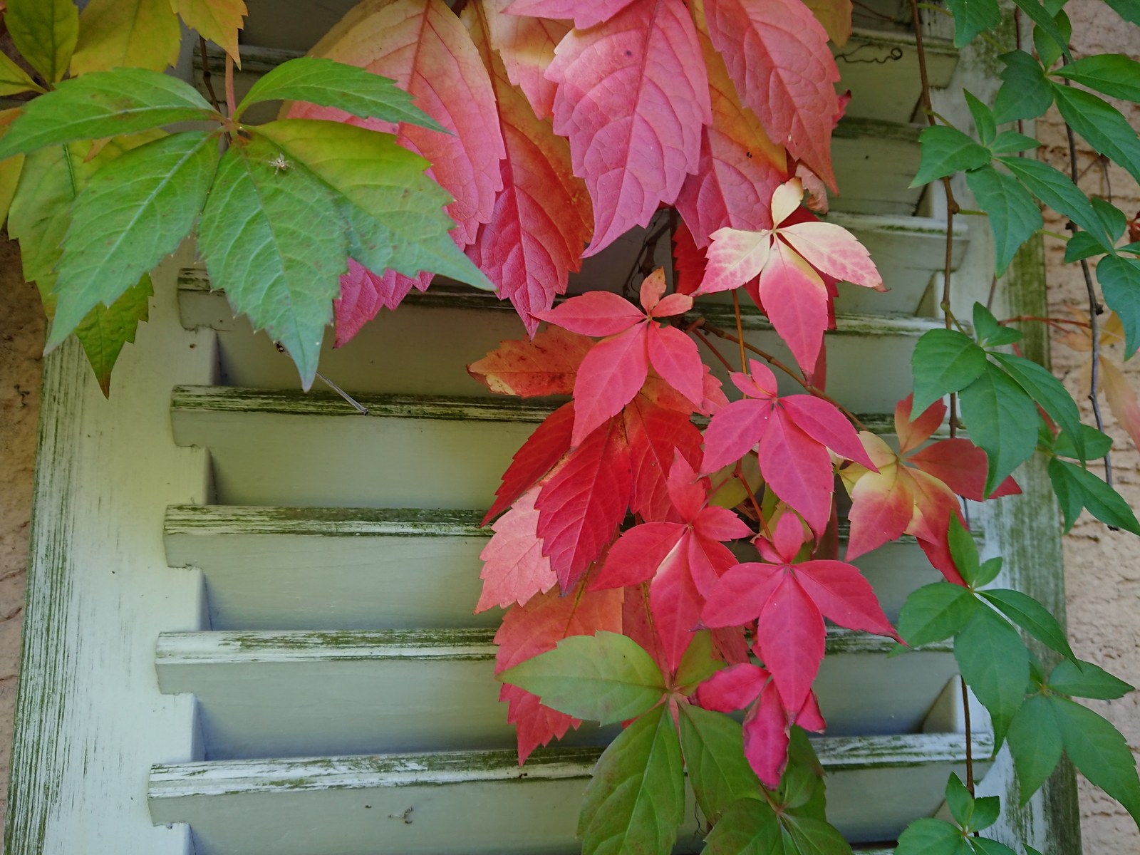 Farbe und Detail